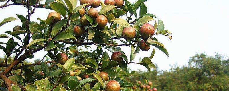 种茶油树一亩多少收益 种茶油树一亩多少收益