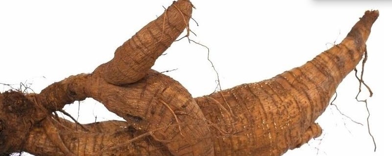 种葛根有销路吗 种葛根有销路吗