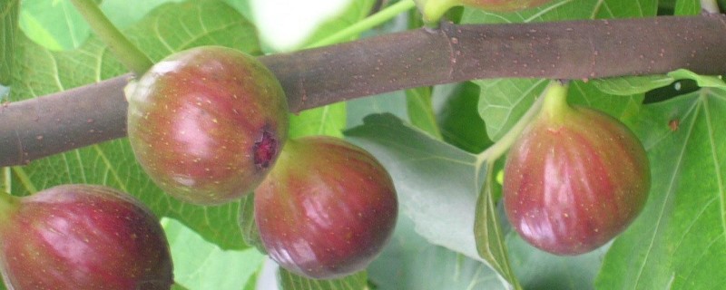 种无花果的禁忌 种无花果的禁忌