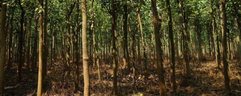 种植绿化树利润如何 种植绿化树利润如何