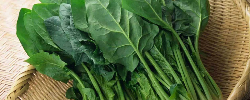 10至30天收成的菜有哪些 10至30天收成的菜有哪些