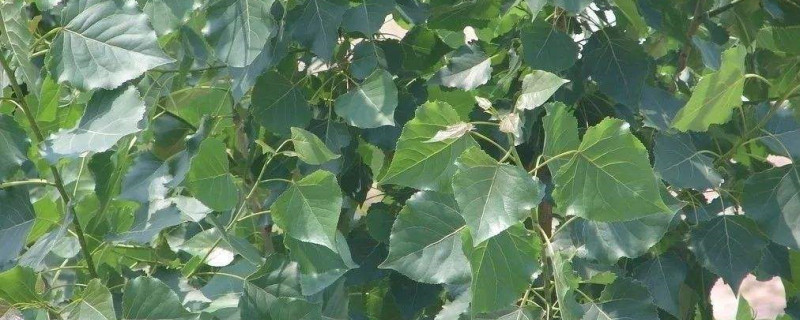 栽杨树的行距