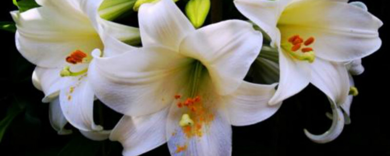 孕妇能养百合花吗 孕妇能养百合花吗