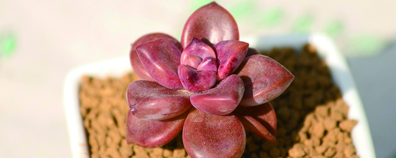 怎样刺破姬胧月的芽点 怎样刺破姬胧月的芽点