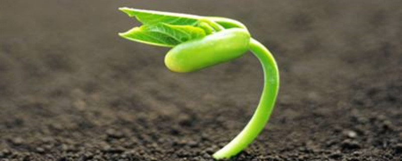 植物的生长变化过程