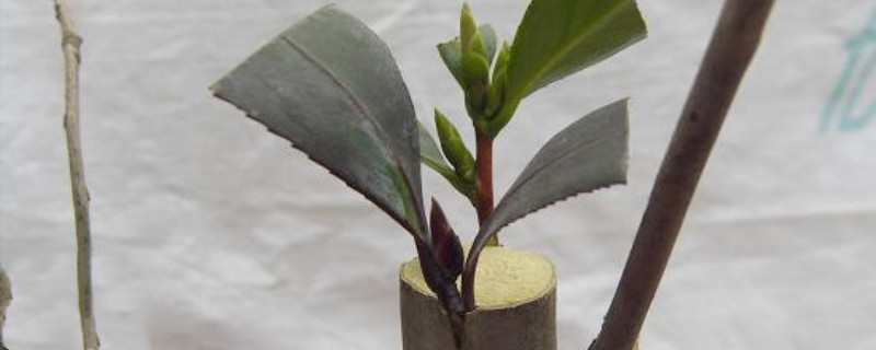 植物嫁接原理 植物嫁接原理