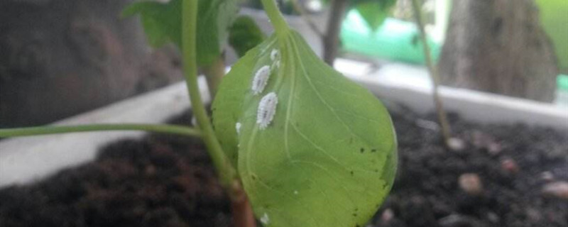 植物上有白色的附着物是什么 植物上有白色的附着物是什么