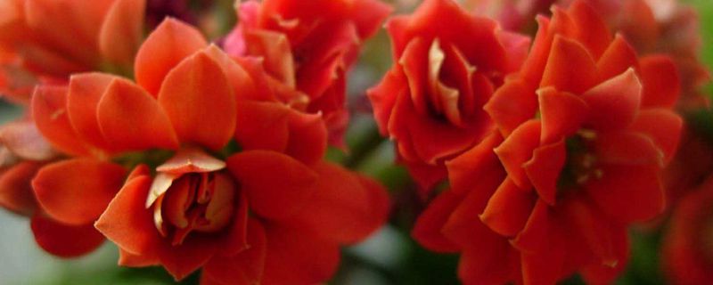 不怕冻的花 不怕冻的花