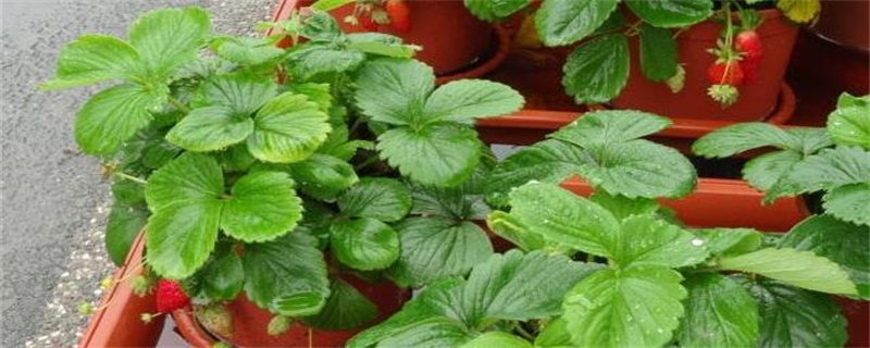 草莓的生长季节是什么时候