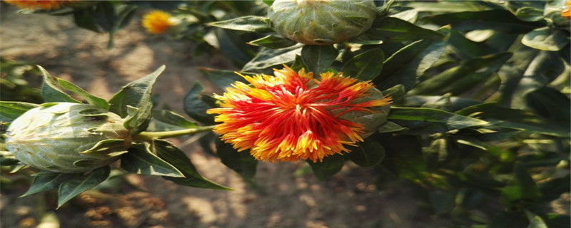 菠萝菊怎么水养 菠萝菊怎么水养