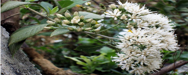 扁桃斑鸠菊能治哪种病 扁桃斑鸠菊能治哪种病