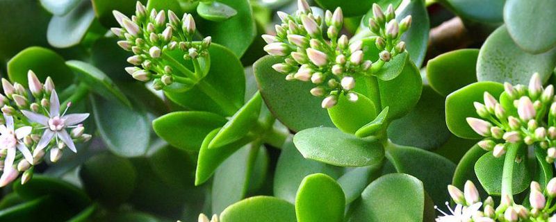 玉树花适合在室内吗 玉树花适合在室内吗