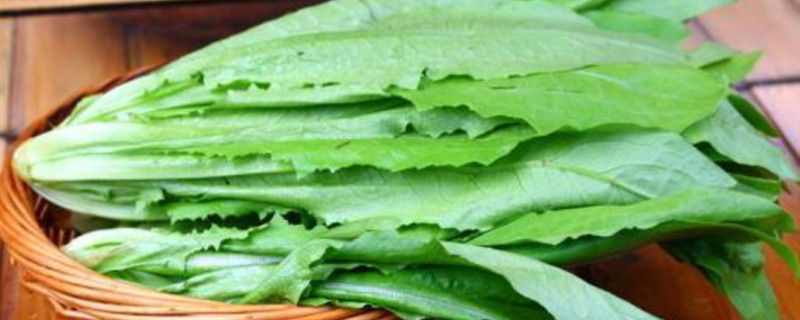 油麦菜可以收割几次 油麦菜可以收割几次