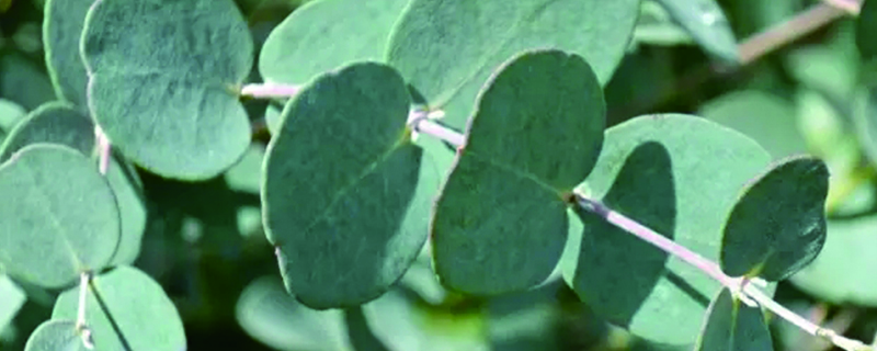 尤加利种植条件 尤加利种植条件