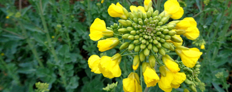 油菜开花打什么药 油菜开花打什么药