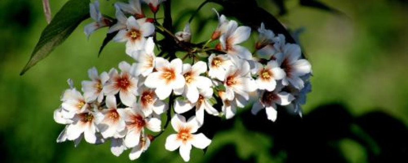 油桐花花语