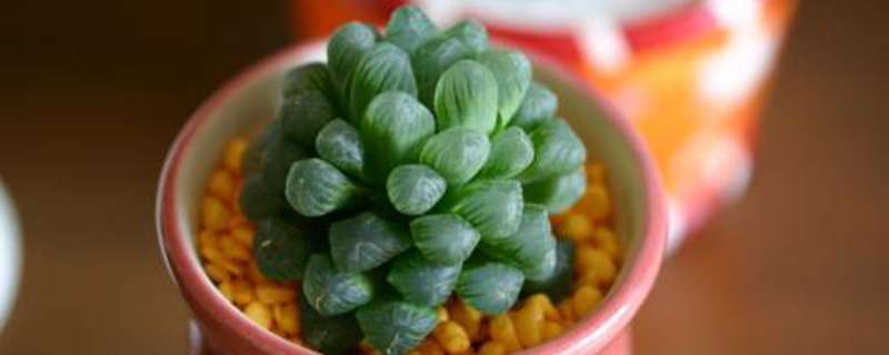 玉露几年开花 玉露几年开花