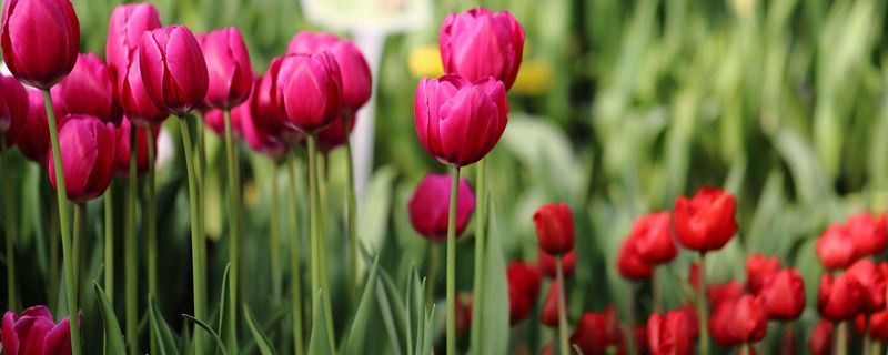 郁金香怎么养鲜花 郁金香怎么养鲜花