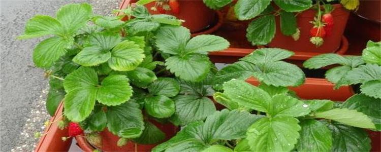 草莓苗用生根粉泡多久 草莓苗用生根粉泡多久