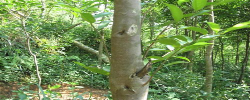 沉香树种植条件