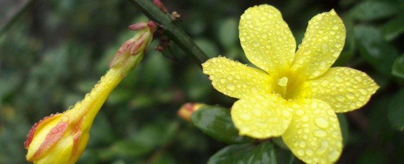 迎春花长在哪里 迎春花长在哪里