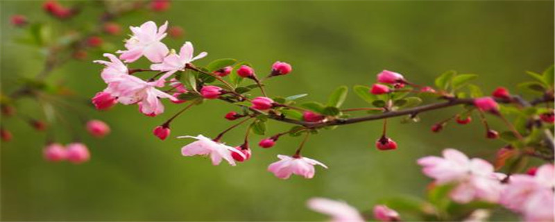 垂丝海棠花语 垂丝海棠花语