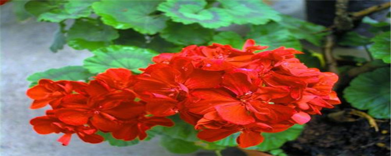 臭绣球花室内可以养吗 臭绣球花室内可以养吗