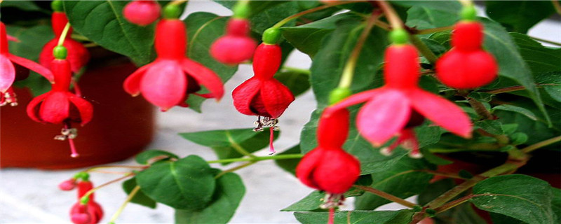 灯笼花好养吗 灯笼花好养吗