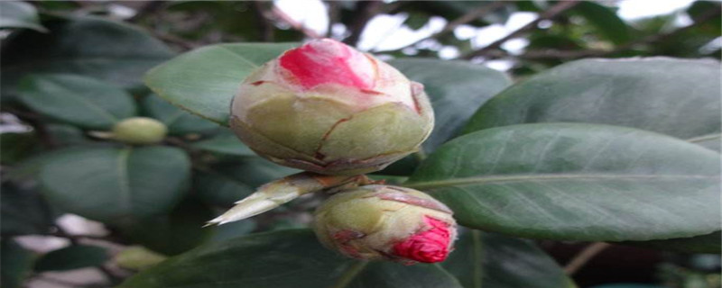 带花蕾的茶花怎么换盆