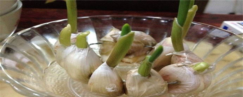 大蒜的发芽过程 大蒜的发芽过程