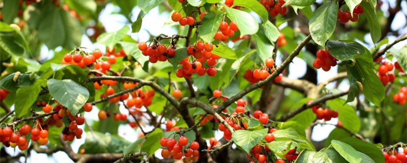 吃樱桃的季节是什么时候 吃樱桃的季节是什么时候