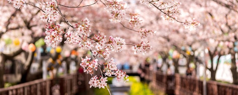 樱花是什么花 樱花是什么花
