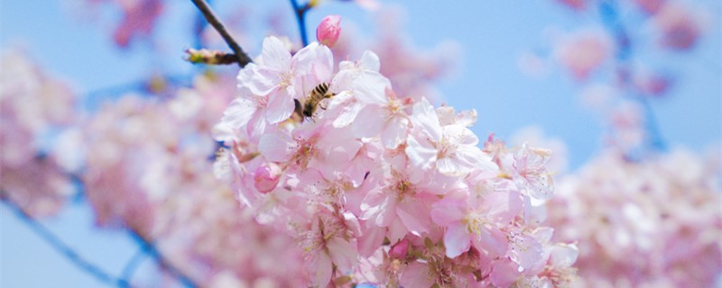 樱花长什么样子 樱花长什么样子