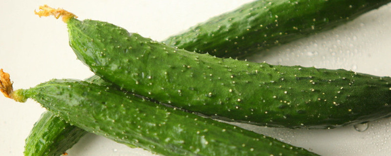 春天种什么青菜 春天种什么青菜