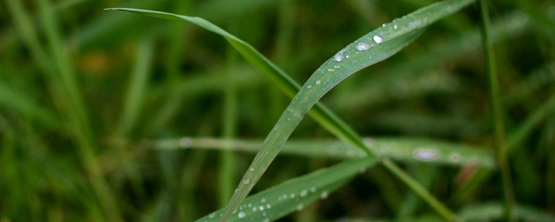 春雨的养殖方法 春雨的养殖方法