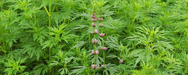 益母草长什么样 益母草长什么样
