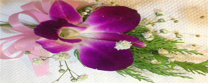 星辰花花语 星辰花花语