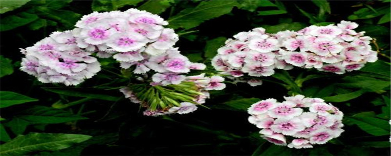 须苞石竹花语是什么 须苞石竹花语是什么
