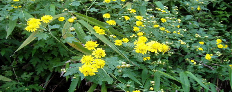 野菊花有几种 野菊花有几种