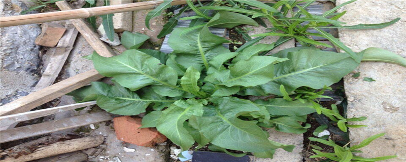 野菠菜能吃吗 野菠菜能吃吗