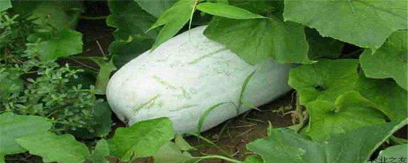 一棵冬瓜秧留几根蔓