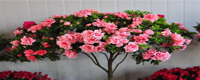 一年四季各开什么花 一年四季各开什么花