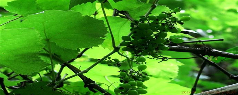 一颗葡萄树可以结多少葡萄 一颗葡萄树可以结多少葡萄