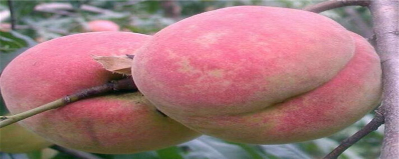 沂蒙霜红桃介绍
