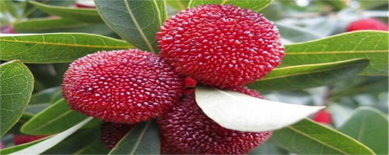 杨梅树北方可以种植吗 杨梅树北方可以种植吗