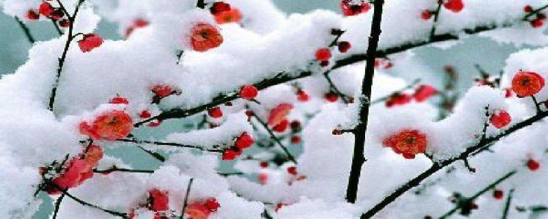 雪中四友是哪四种花 雪中四友是哪四种花