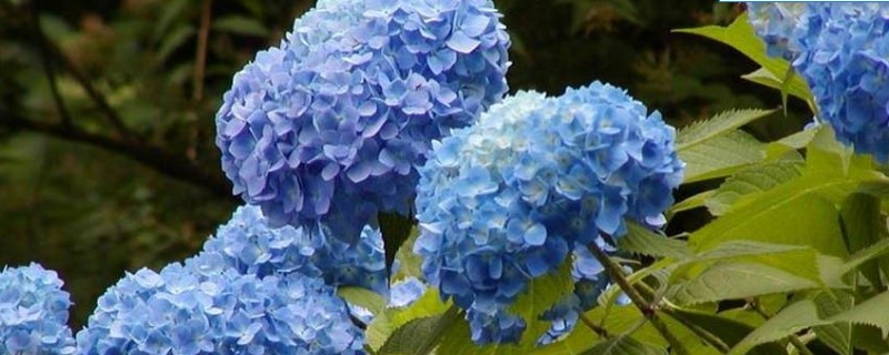绣球花有种子吗 绣球花有种子吗