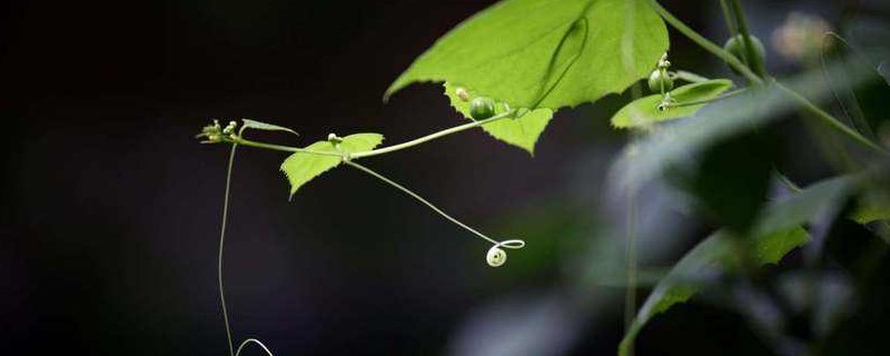 雄蕊和什么是植物的繁殖器官 雄蕊和什么是植物的繁殖器官