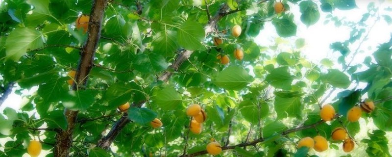 杏树的嫁接方法和时间 杏树的嫁接方法和时间