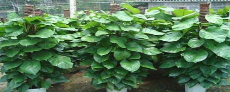 喜阴的植物 喜阴的植物